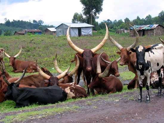 vaches_dansnle Masisi