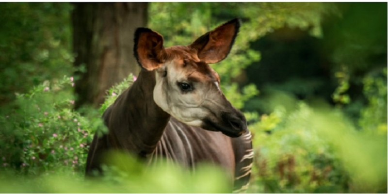 Okapi_photo des droits tiers