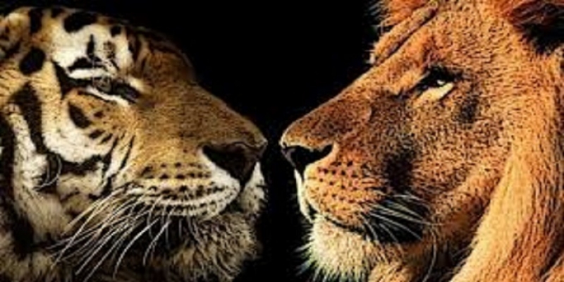 Lion Vs Leopards