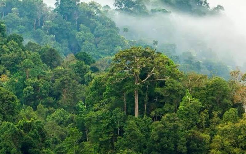 La foret de la RDC